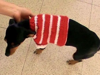 свитер для собак крючком схемы видео мастер-класс