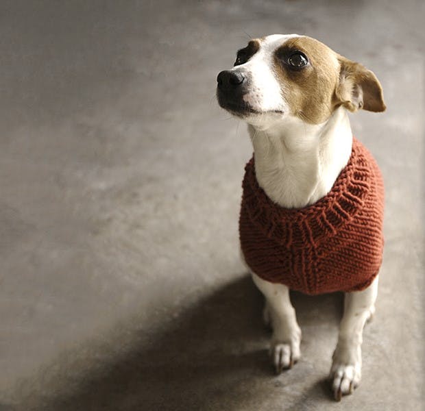 свитер для собаки спицами описание