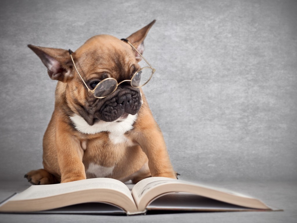 собака с книжкой