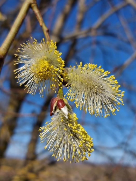 Вдохновение начала весны. 3 апреля