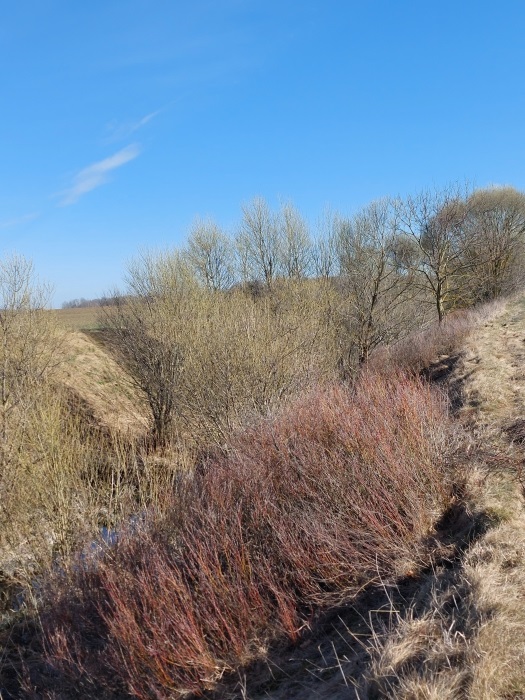 Весенний пейзаж недалеко от дома