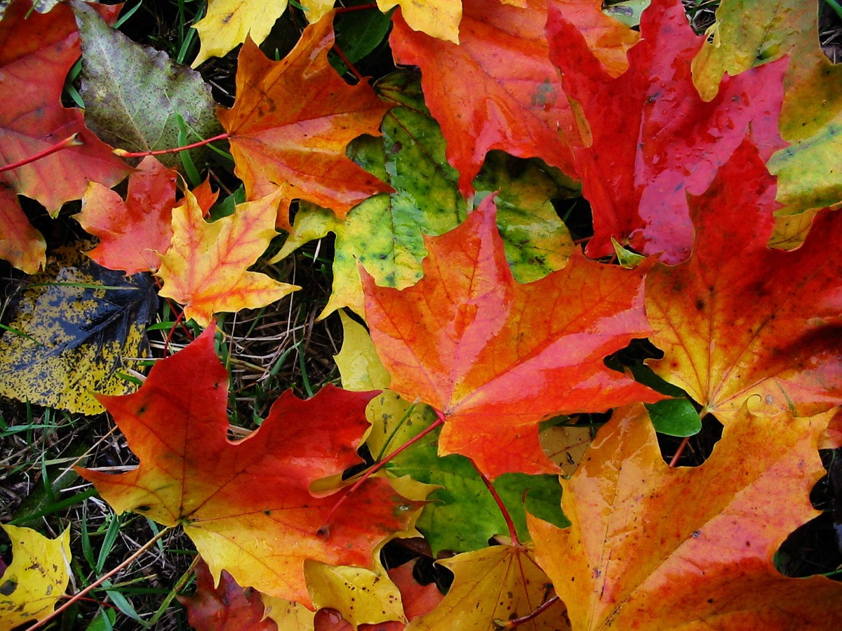 Осенние листья. Фото: freeimages.com
